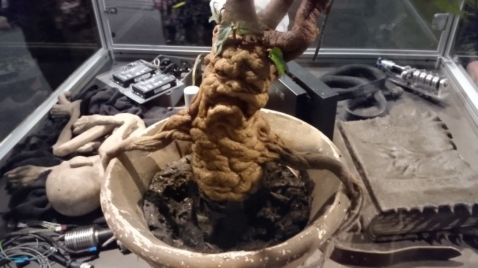 Mandrake Root
