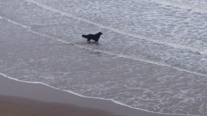 Whitby dracula black dog